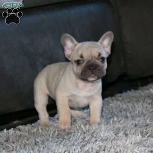 Kia, French Bulldog Puppy