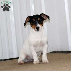 Kia, Jack Russell Terrier Puppy