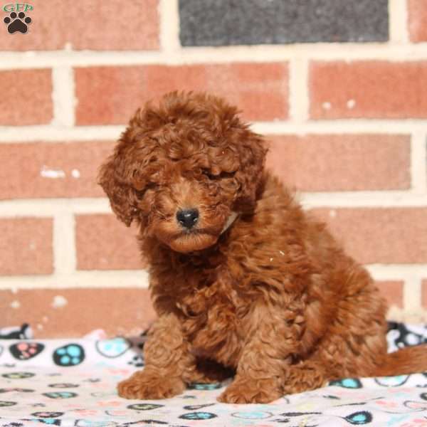 Kiara, Mini Goldendoodle Puppy