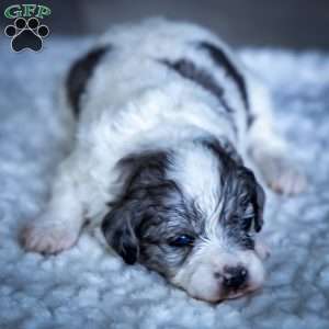 Kiara, Cavapoo Puppy