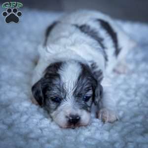 Kiara, Cavapoo Puppy