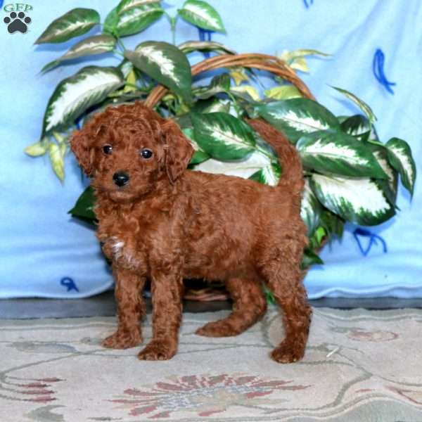 Kierra, Miniature Poodle Puppy