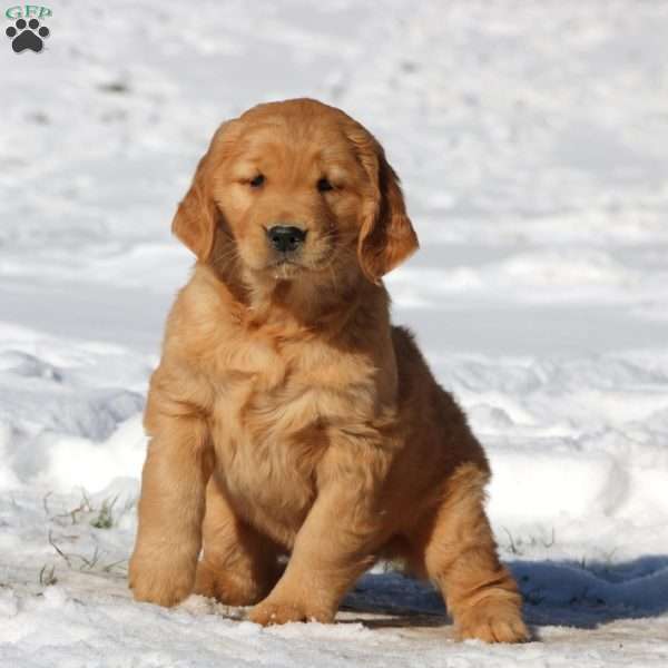 Kierra, Golden Retriever Puppy