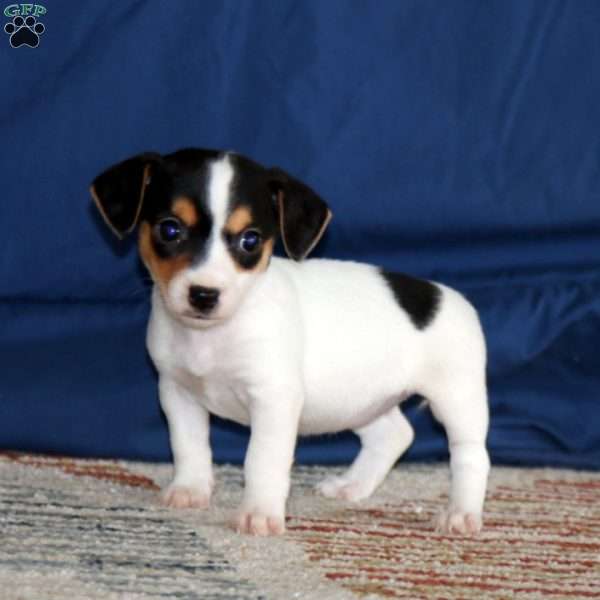 Kierra, Jack Russell Terrier Puppy