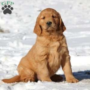 Kierra, Golden Retriever Puppy