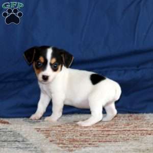 Kierra, Jack Russell Terrier Puppy