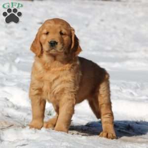 Kierra, Golden Retriever Puppy