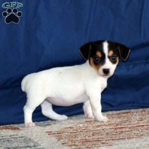 Kierra, Jack Russell Terrier Puppy