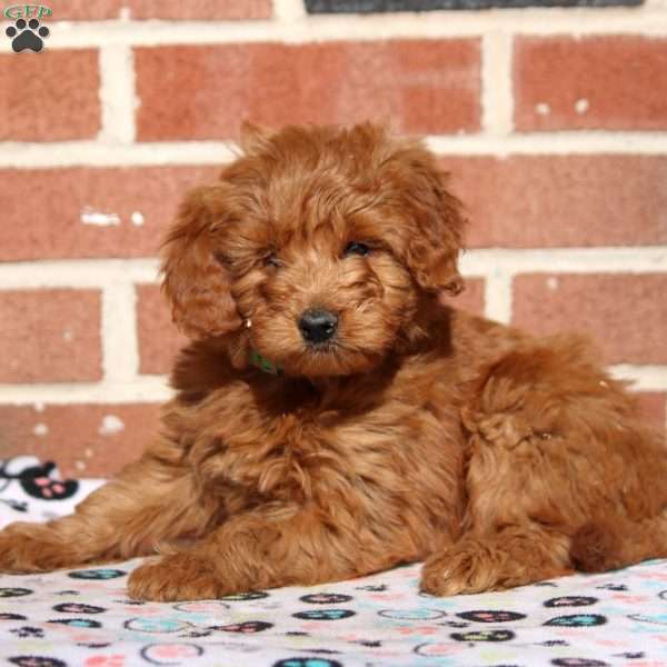 Kim, Mini Goldendoodle Puppy