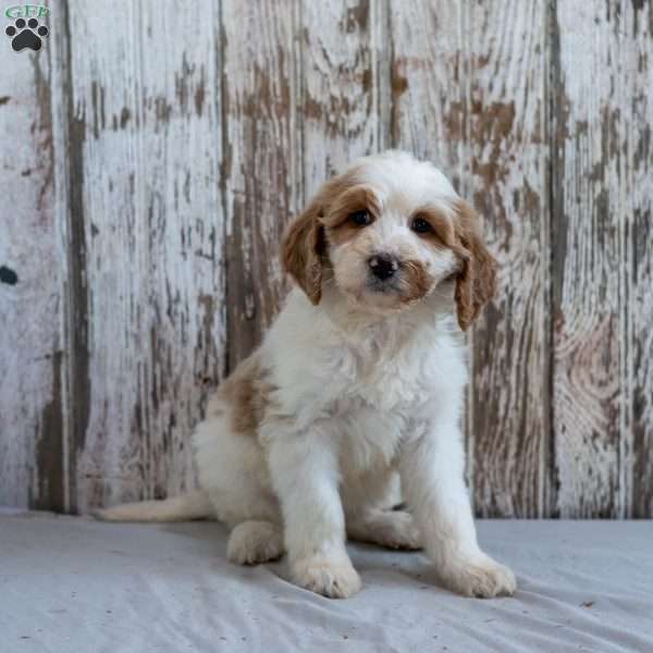 Kimberly, Goldendoodle Puppy