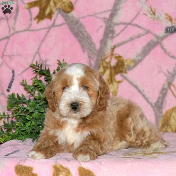 Kingsley, Mini Bernedoodle Puppy