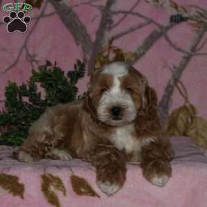 Kingsley, Mini Bernedoodle Puppy