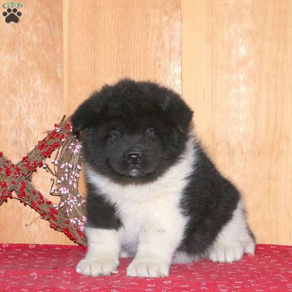 Kingston, Akita Puppy