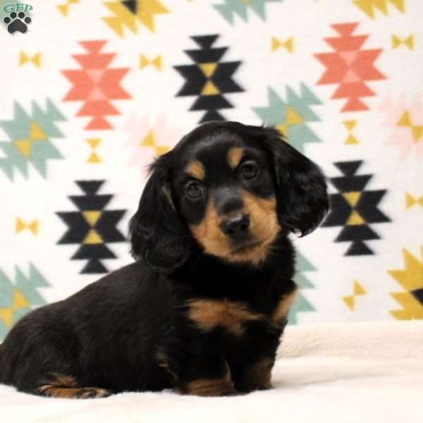 Kingston, Dachshund Puppy