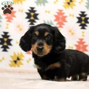 Kingston, Dachshund Puppy