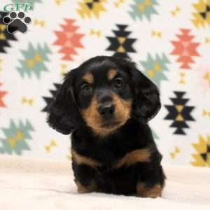 Kingston, Dachshund Puppy