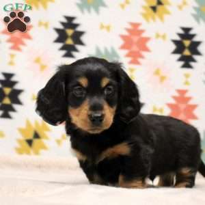 Kingston, Dachshund Puppy