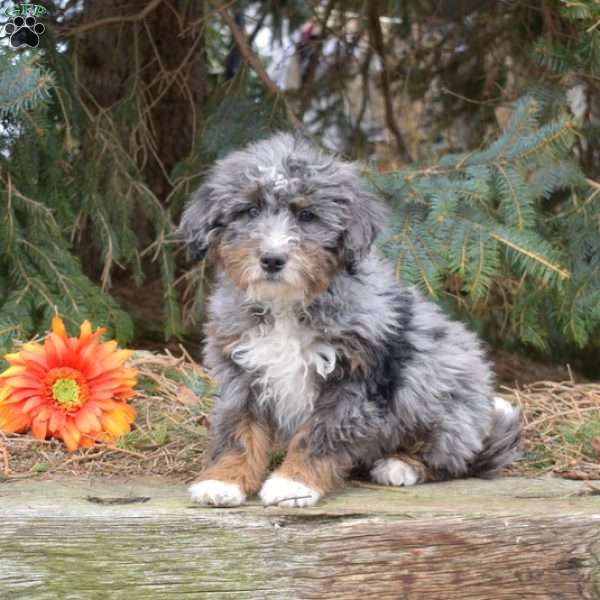 Kinsley, Mini Bernedoodle Puppy