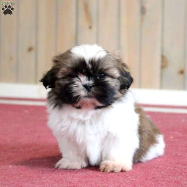 Kip, Shih Tzu Puppy