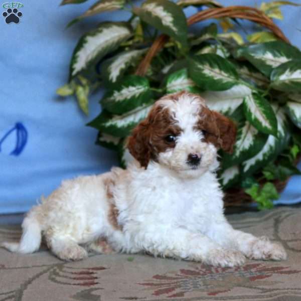 Kip, Miniature Poodle Puppy