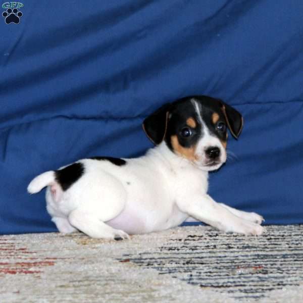 Kip, Jack Russell Terrier Puppy