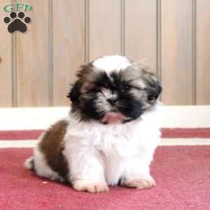 Kip, Shih Tzu Puppy