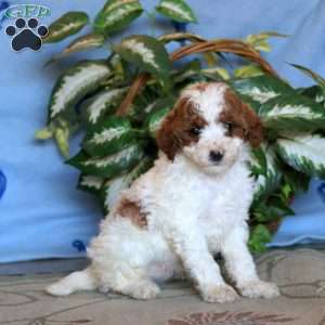 Kip, Miniature Poodle Puppy