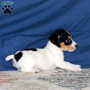 Kip, Jack Russell Terrier Puppy