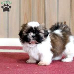 Kip, Shih Tzu Puppy