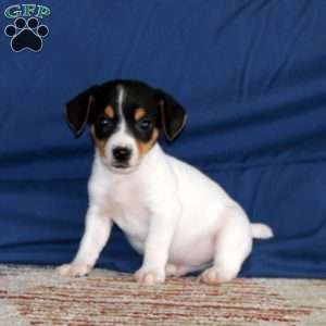 Kip, Jack Russell Terrier Puppy