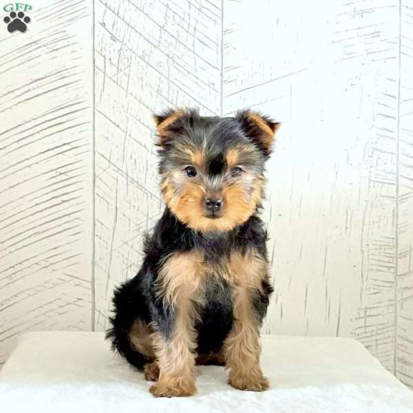 Kira, Yorkie Puppy