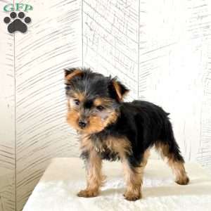 Kira, Yorkie Puppy