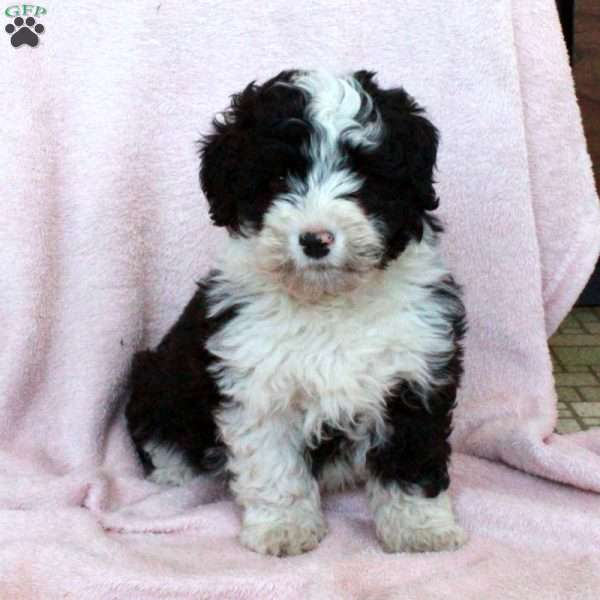 Klaus, Mini Bernedoodle Puppy