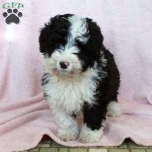 Klaus, Mini Bernedoodle Puppy