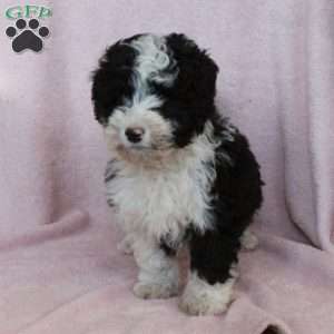 Klaus, Mini Bernedoodle Puppy