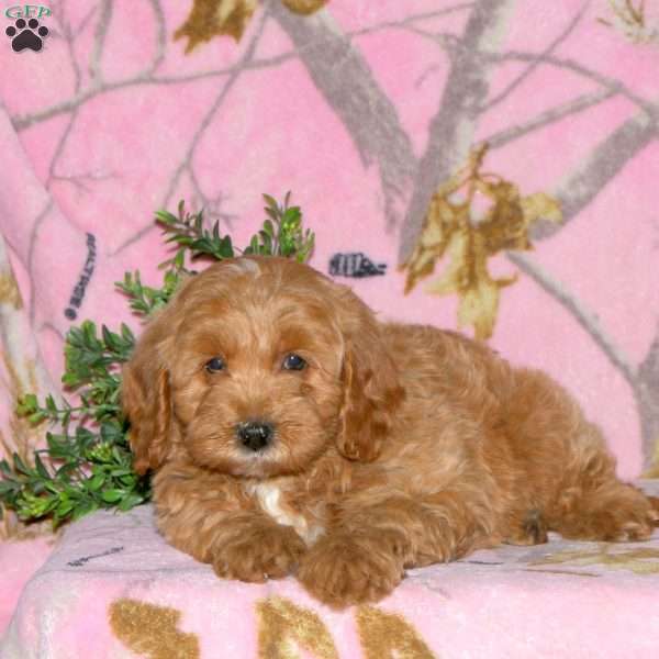 Klifford, Mini Bernedoodle Puppy