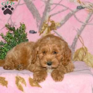 Klifford, Mini Bernedoodle Puppy