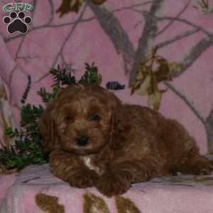 Klifford, Mini Bernedoodle Puppy