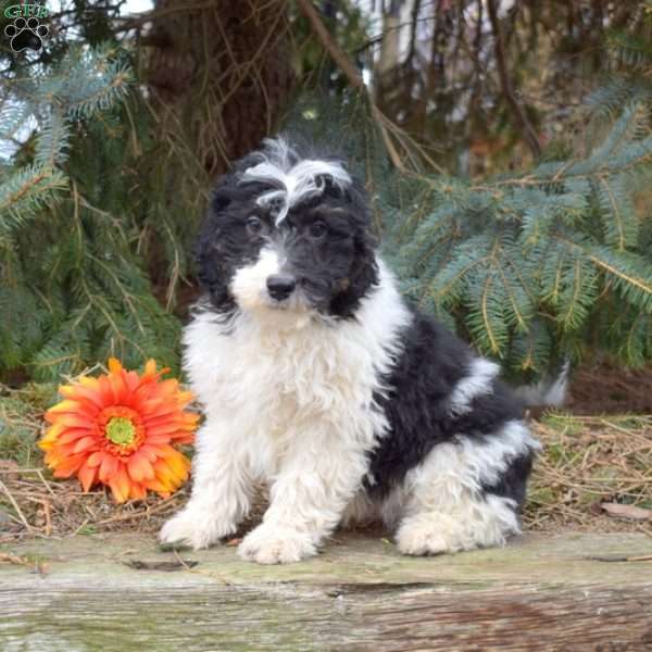 Knight, Mini Bernedoodle Puppy