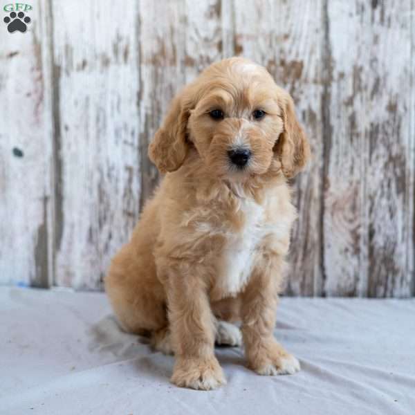 Knight, Goldendoodle Puppy