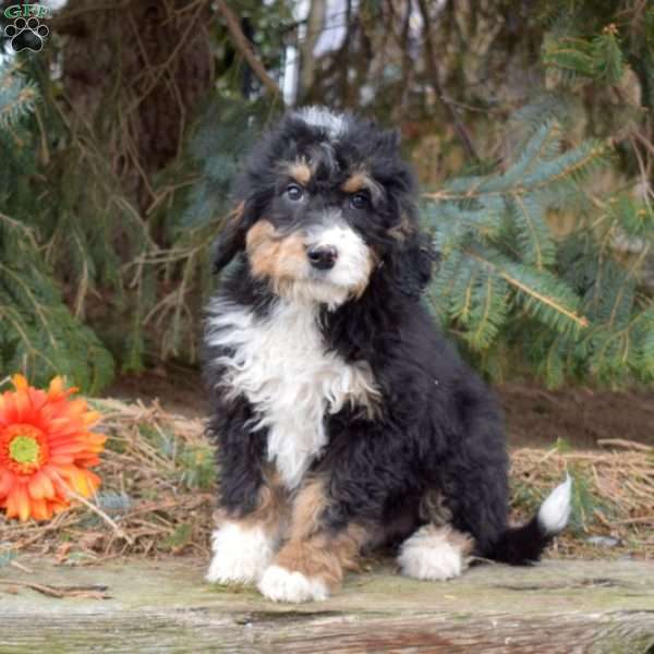 Knox, Mini Bernedoodle Puppy