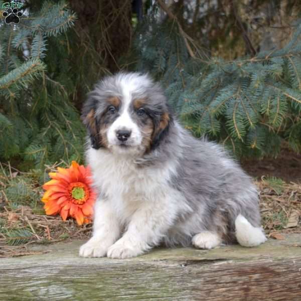 Kobe, Mini Bernedoodle Puppy