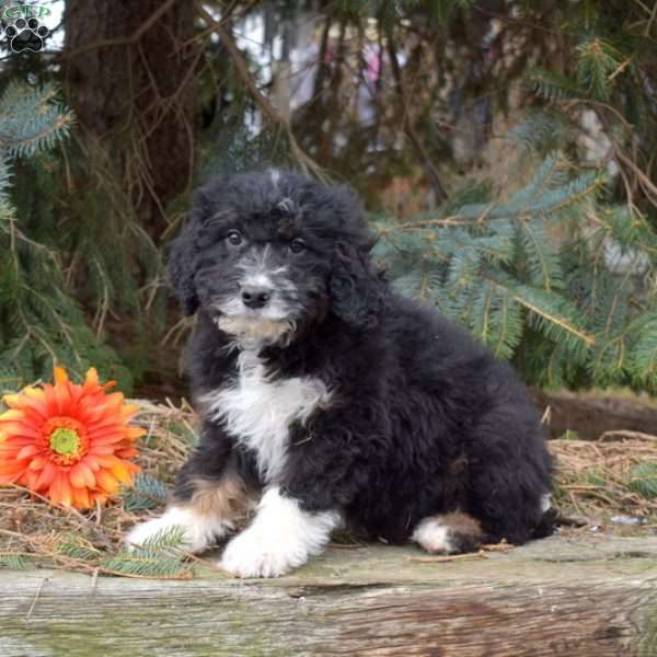 Koda, Mini Bernedoodle Puppy