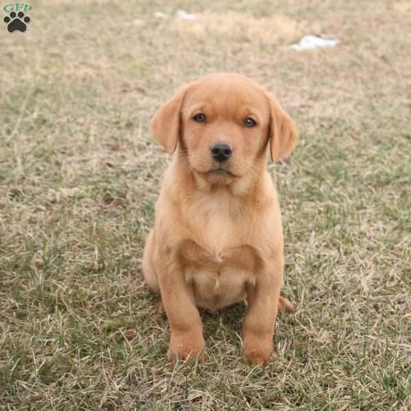 Koda, Fox Red Labrador Retriever Puppy