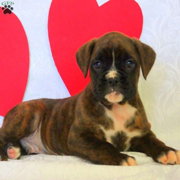 Kody, Boxer Puppy