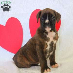 Kody, Boxer Puppy