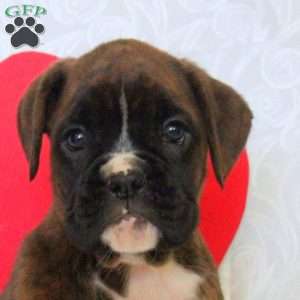 Kody, Boxer Puppy