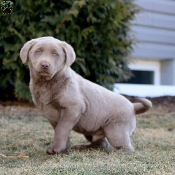 Kody, Silver Labrador Retriever Puppy