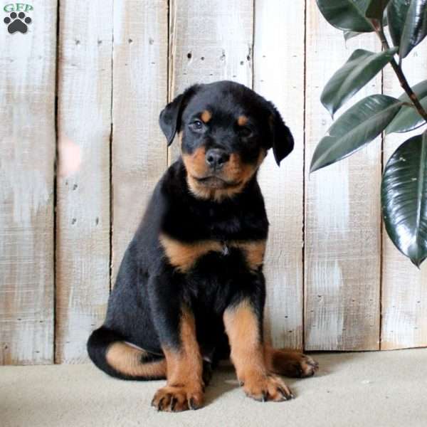 Kody, Rottweiler Puppy