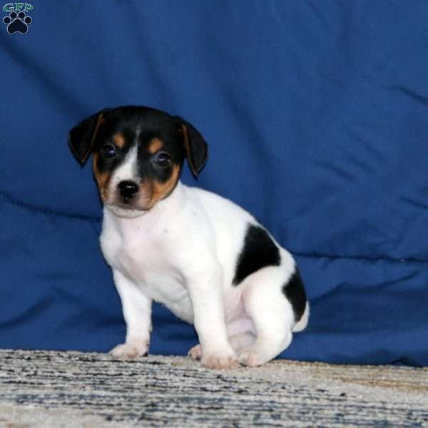 Kody, Jack Russell Terrier Puppy